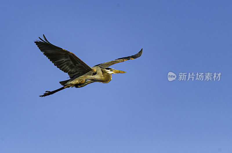 大蓝鹭飞行，Ardea herodias, Audubon Alafia银行鸟类保护区;鸟岛;希尔斯堡惨案湾;坦帕湾;佛罗里达